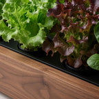 iPlant Home